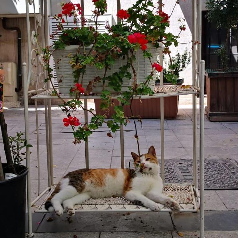 Gafa Garden Hostel & Apartments - Great Location Istanbul Eksteriør bilde